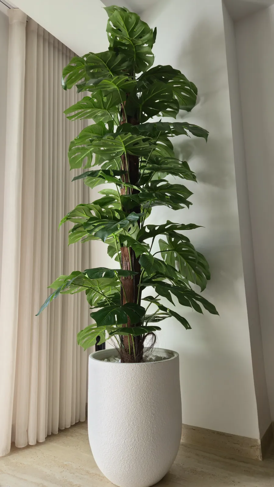 Plant by the curtains